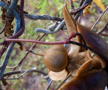 [This side view of the fruit has the petals completely pulled away from the center. The fruit is round with a brown stem-like portion coming out of the bottom at a length nearly half the size of the fruit. At the end of that stem is a blackened dried-out section which is folded, but probably the same length as the brown section if unfolded. The fruit is brown with beige speckles on it. The undersides of the petals (closest to the fruit) are beige-brown with dark brown speckles. ]
